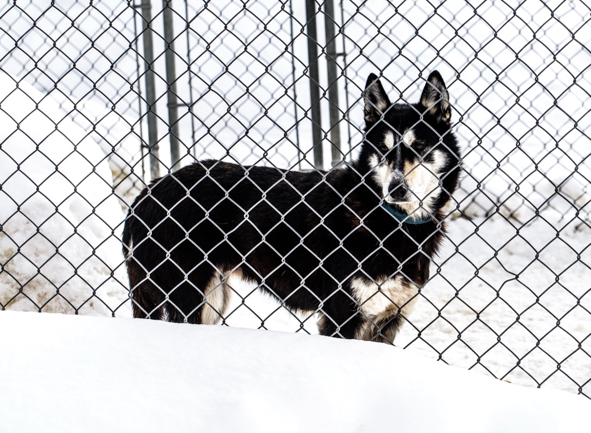 Black and white dog behind a chain-link fence in the snow
